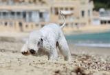 BEDLINGTON TERRIER 033